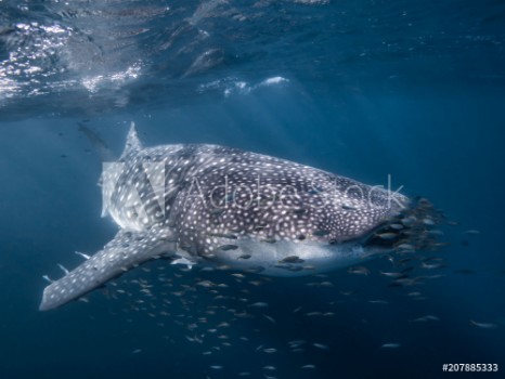 Picture of Whale Shark swimming over the Ningaloo Reef